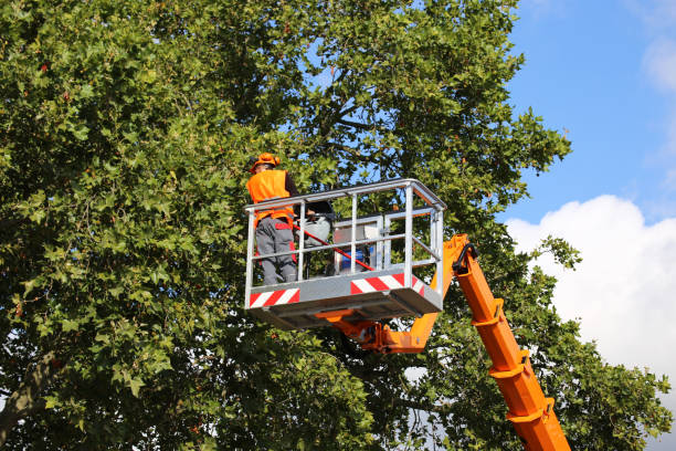 Tree Health Inspection in Farmersville, TX